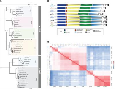 Evolutionary, comparative, and functional analyses of STATs and regulation of the JAK-STAT pathway in lumpfish upon bacterial and poly(I:C) exposure